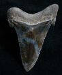 Carcharocles Angustiden Tooth - Pre Megalodon #4400-2